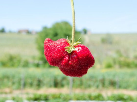 Vittorio Sandrone, racconta la “nostra” cultura della fragola tra ricerca, coltivazione e relazione. Ecco il fragoleto sperimentale di Mura Mura.