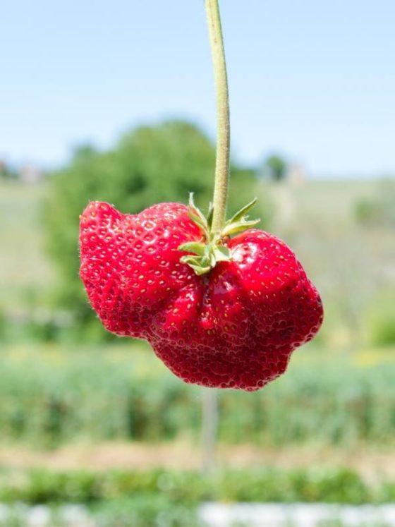Vittorio Sandrone, racconta la “nostra” cultura della fragola tra ricerca, coltivazione e relazione. Ecco il fragoleto sperimentale di Mura Mura.