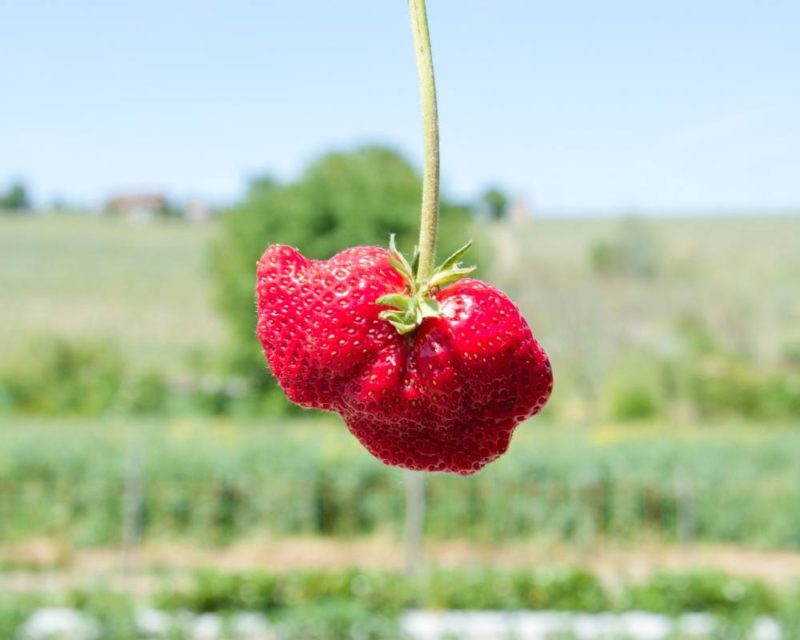 Vittorio Sandrone, racconta la “nostra” cultura della fragola tra ricerca, coltivazione e relazione. Ecco il fragoleto sperimentale di Mura Mura.