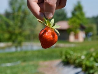 Vittorio Sandrone, racconta la “nostra” cultura della fragola tra ricerca, coltivazione e relazione. Ecco il fragoleto sperimentale di Mura Mura. L'identikit delle nostre 10 fragole preferite. Scoprirai le diverse varietà di fragola e per cosa si differenziano tra loro.