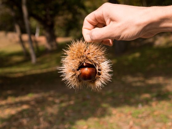 Il marron glacé: dal bosco alla pasticceria. Ecco il processo di produzione